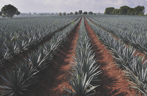 Espacios para el bienestar